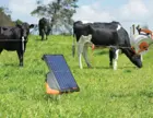 S200 Portable cattle strip graz 6022