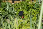 G349 S6 Lithium Garden 2G3A5422