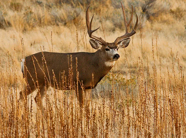 Venado cola blanca en hábitat natural