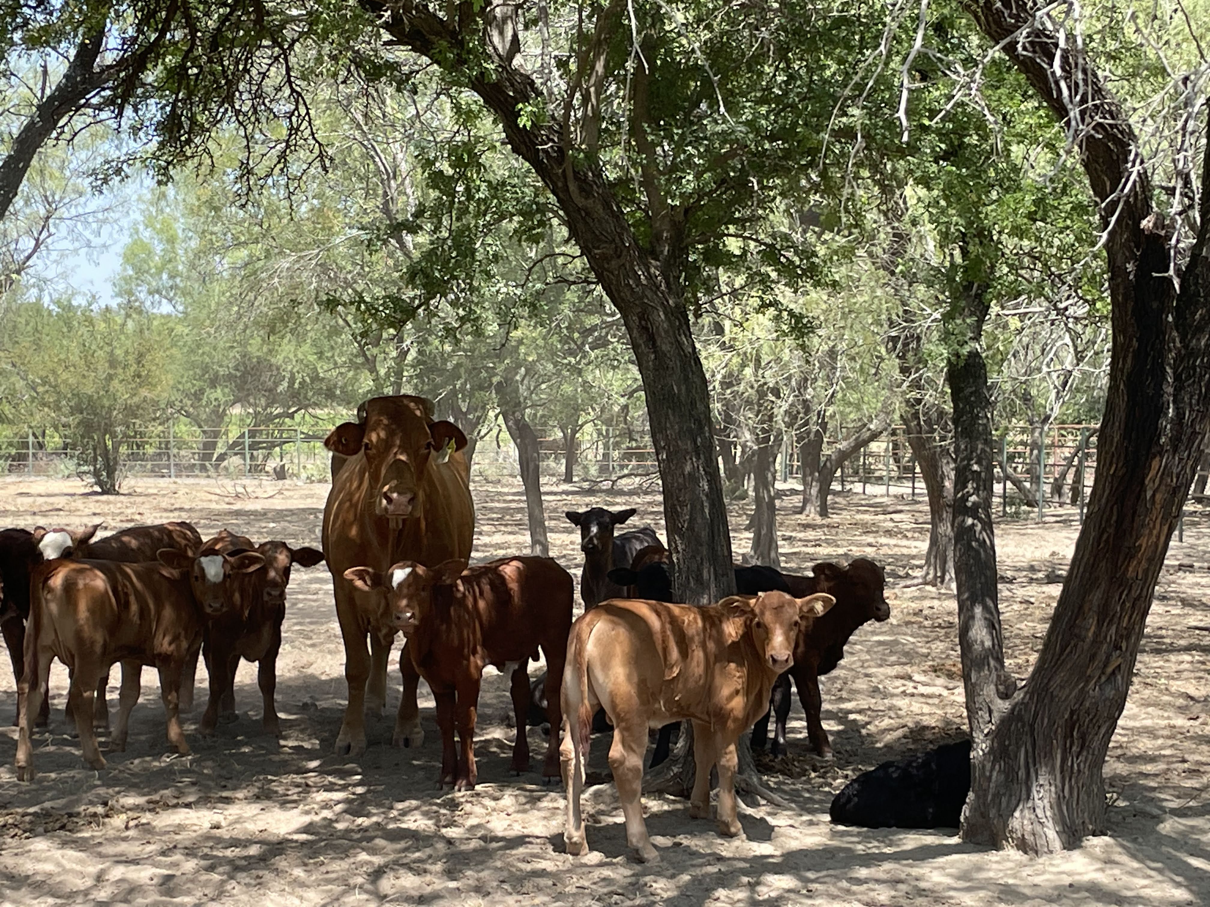 Software de gestión ganadera