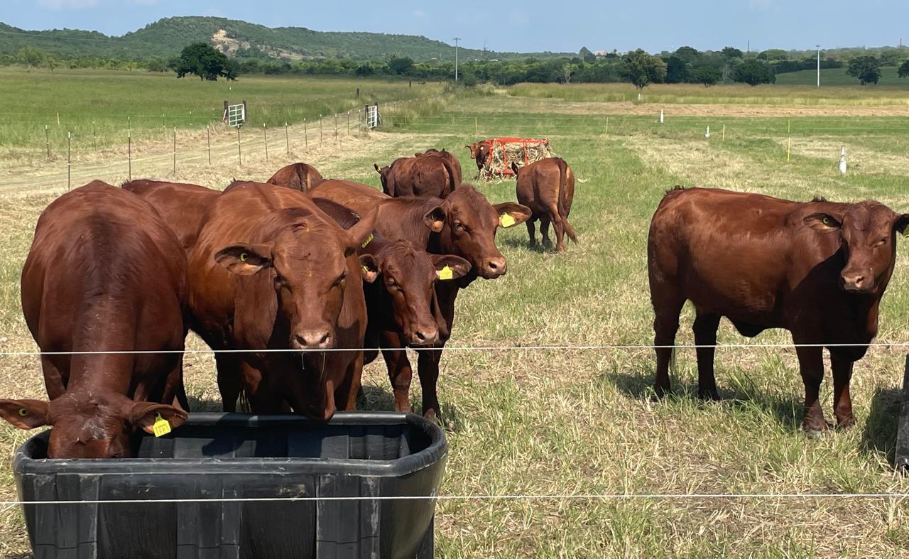 Cerca eléctrica Gallagher en campo